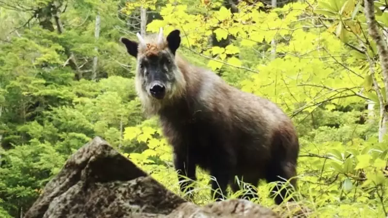 四国と中国地方の日本百名山剣山のカモシカ