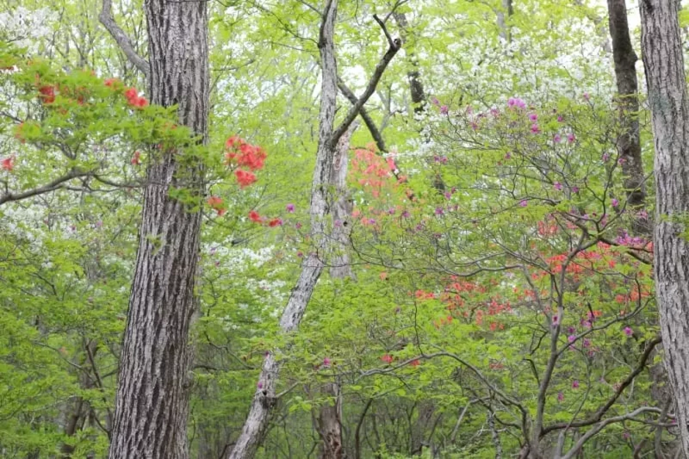 【日帰り登山】高原山/釈迦ヶ岳はツツジの楽園だった|難易度別ルート&登山口アクセス情報