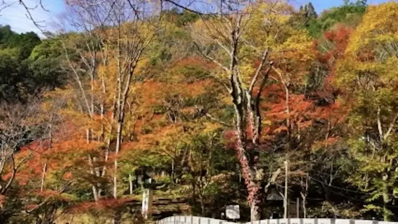 愛宕山 登山 清滝