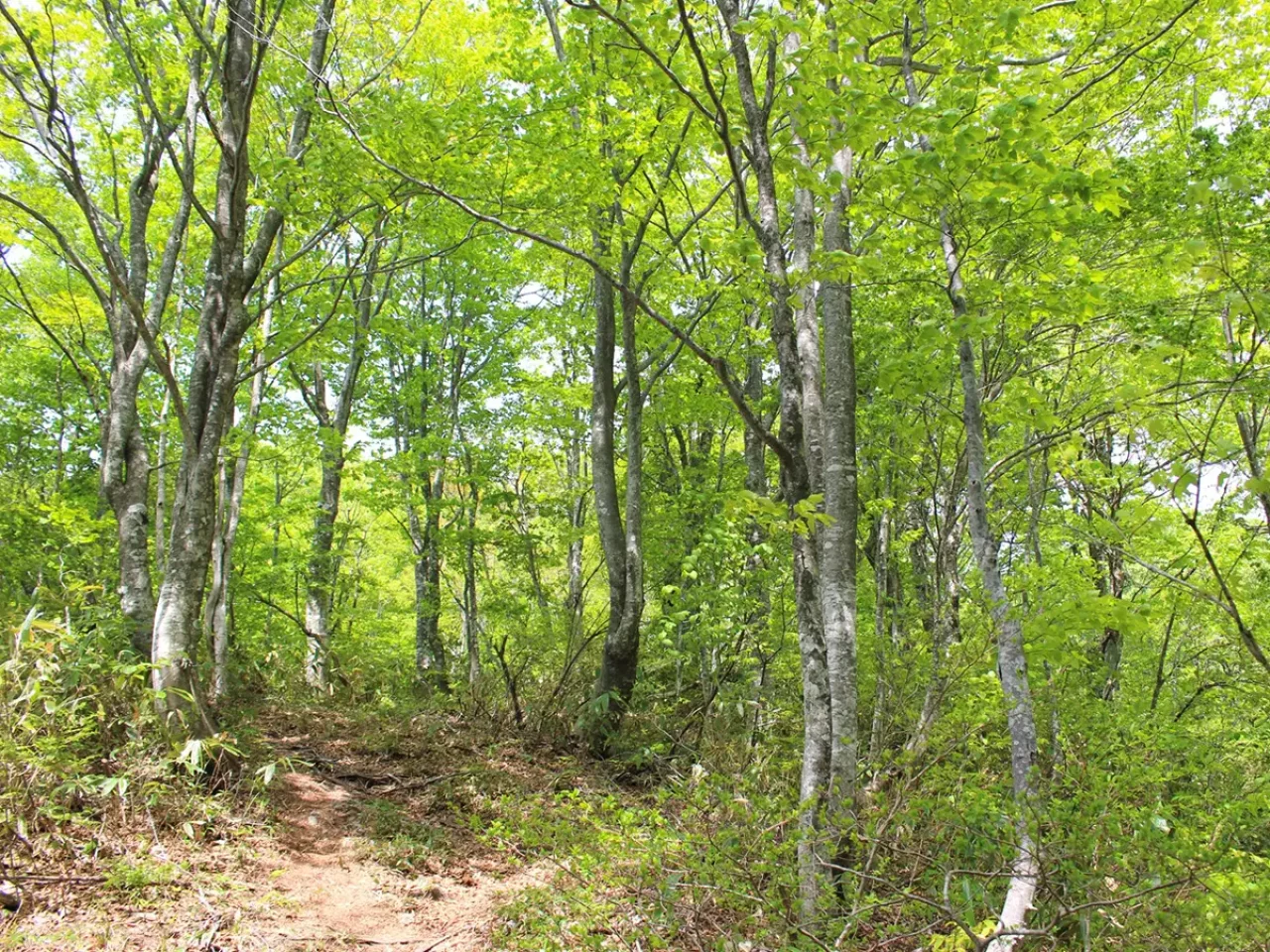 ひるがの高原登山口より