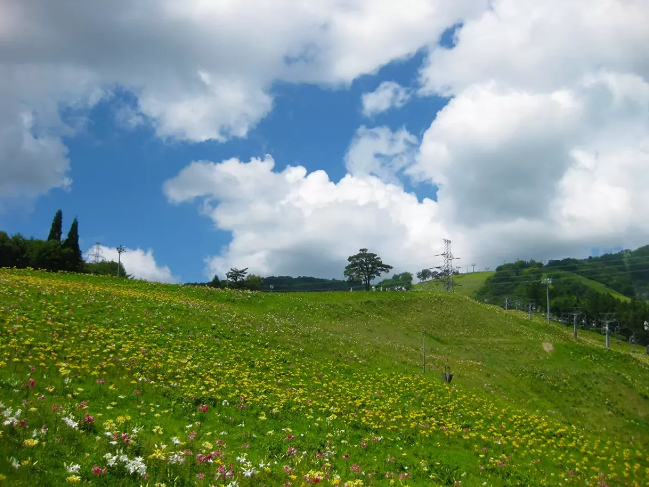 ダイナランドスキー場