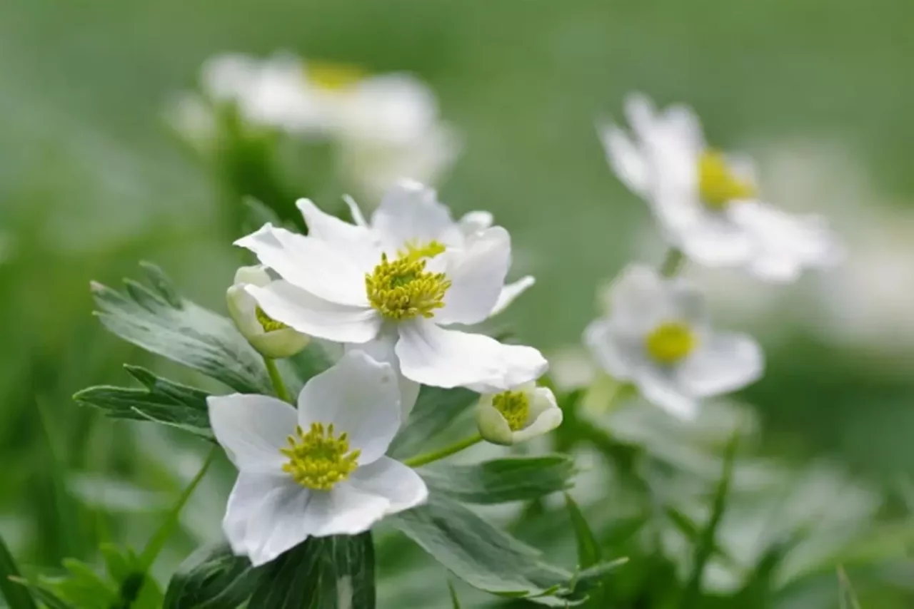 ハクサンイチゲの花