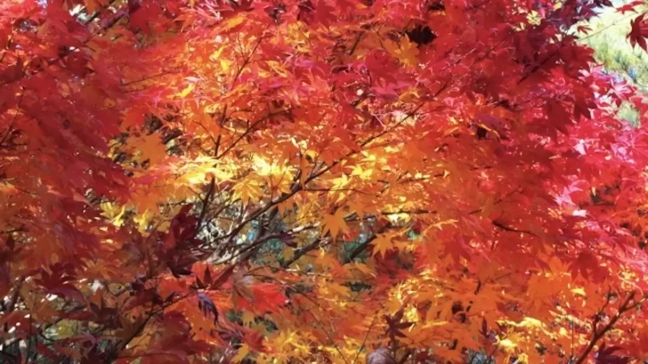 六甲山 登山 紅葉 七曲