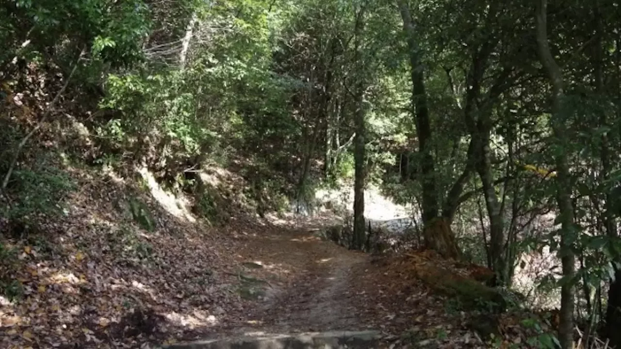 高千穂峰登山登山道の樹林帯