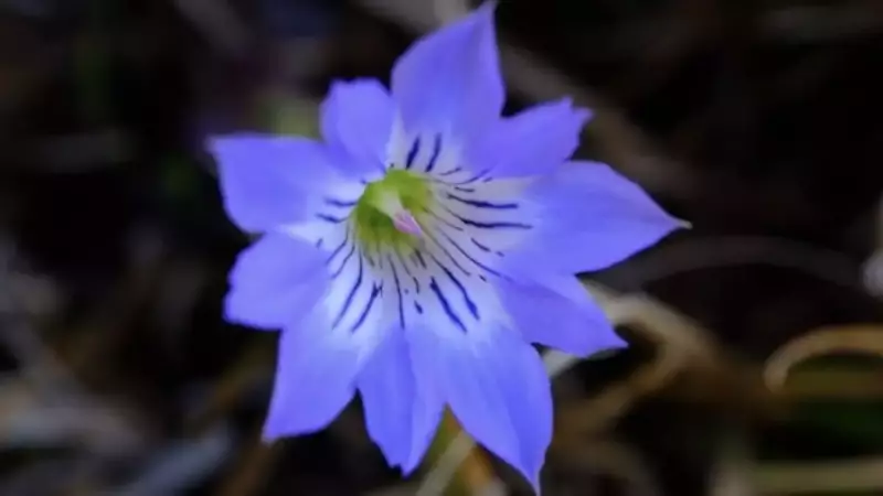 九州の日本百名山霧島山ハルリンドウ