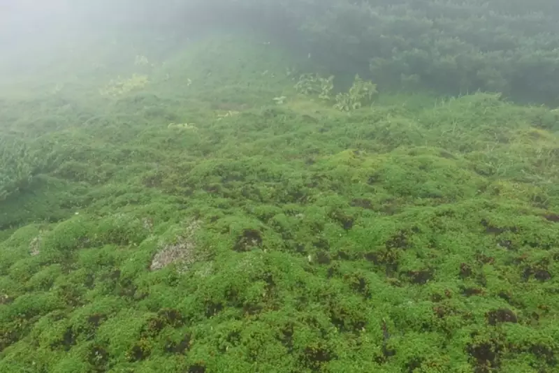 ゼンジガ原の亀甲状土