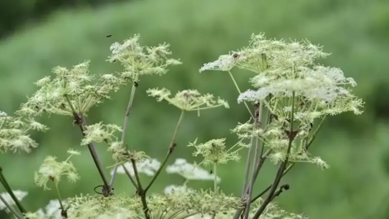 九州の日本百名山阿蘇山の自然