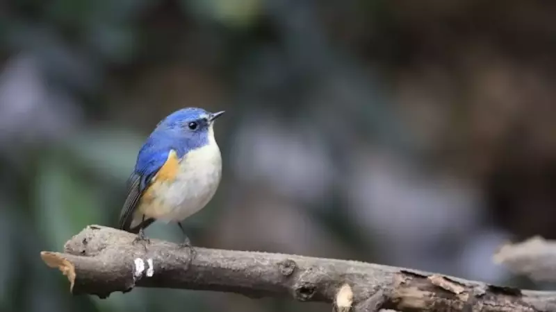 四国と中国地方の日本百名山の石鎚山ルリビタキ