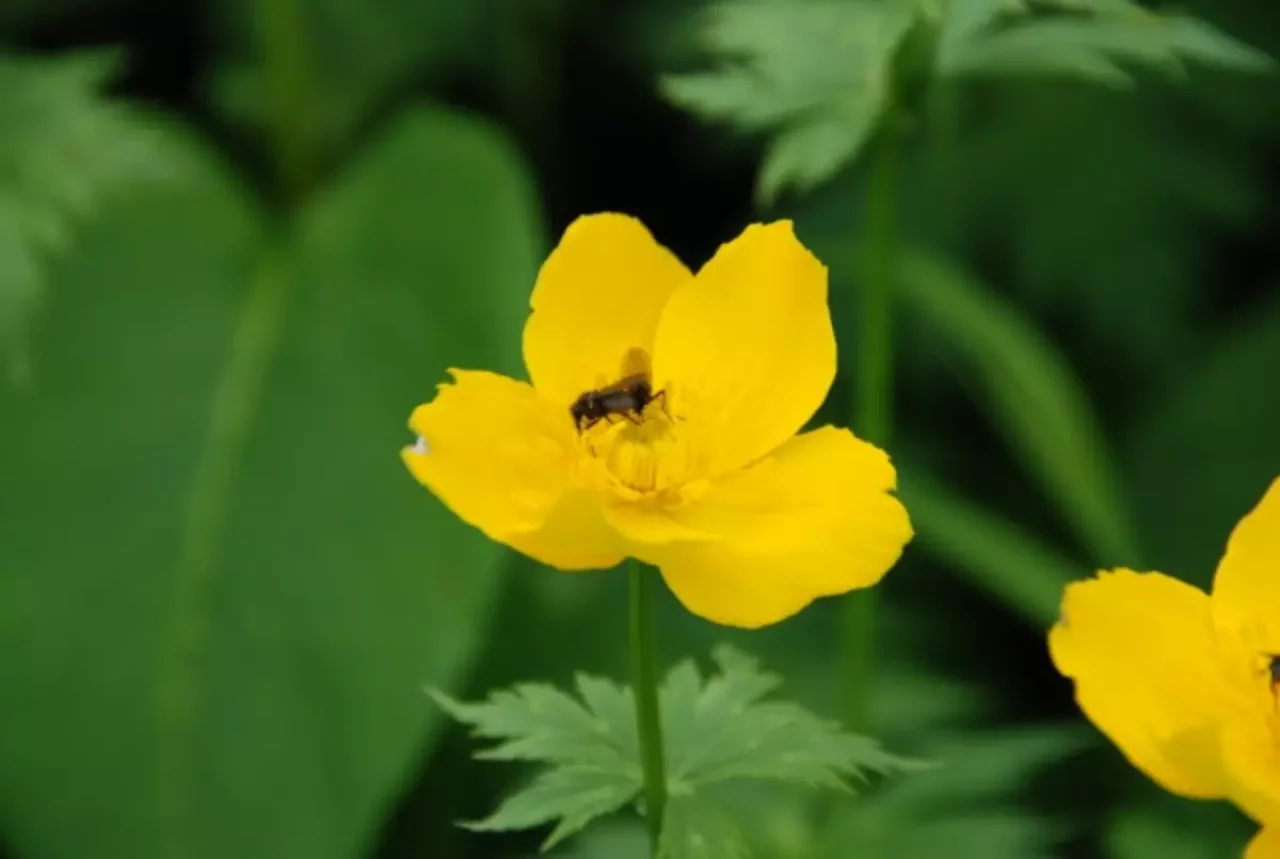 高山植物シナノキンバイの花