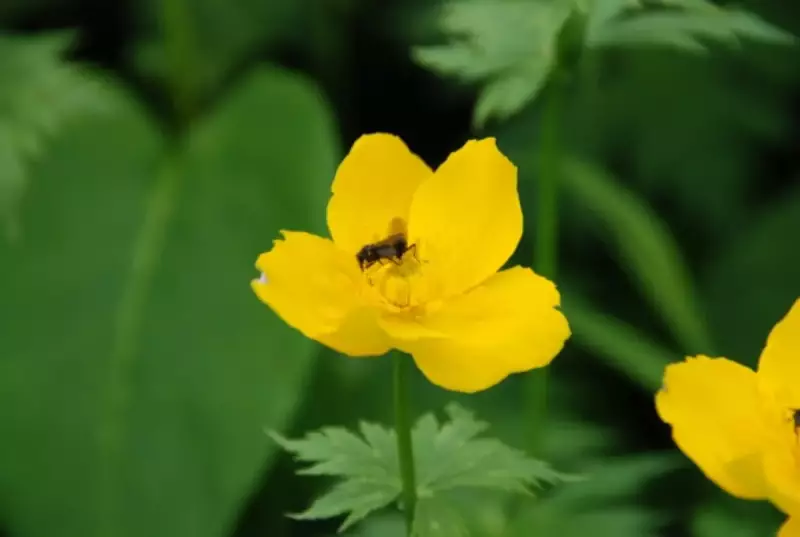 高山植物シナノキンバイの花
