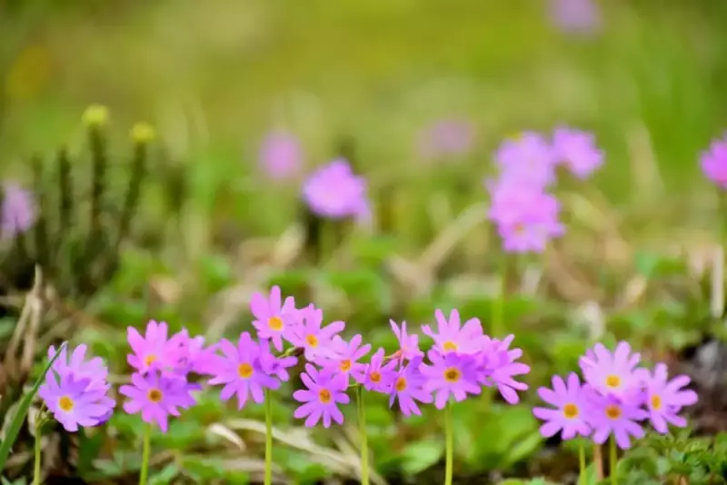 ハクサンコザクラ