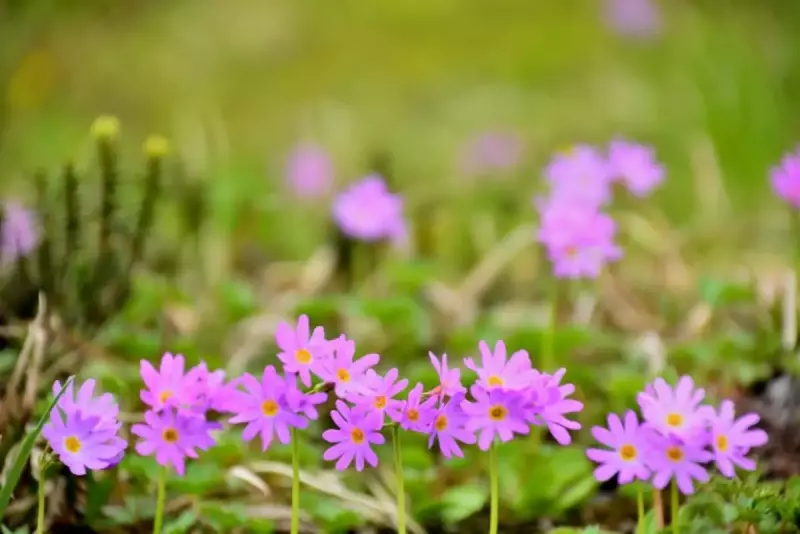 ハクサンコザクラ