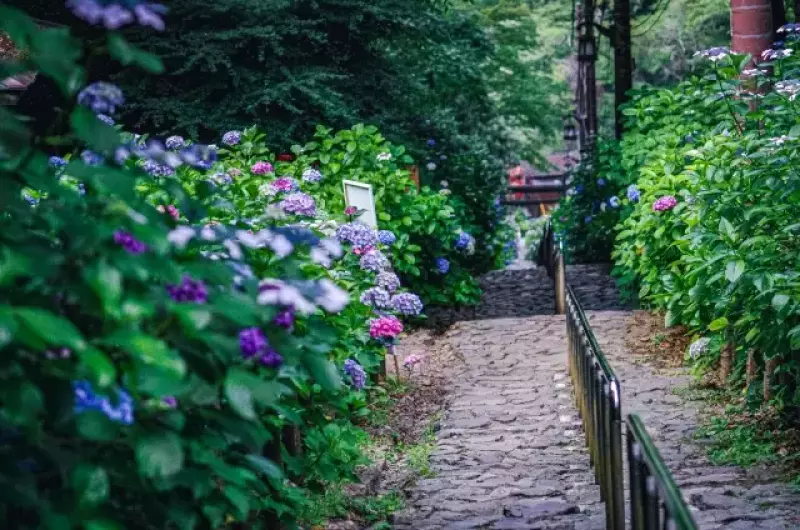 太平山のあじさい坂