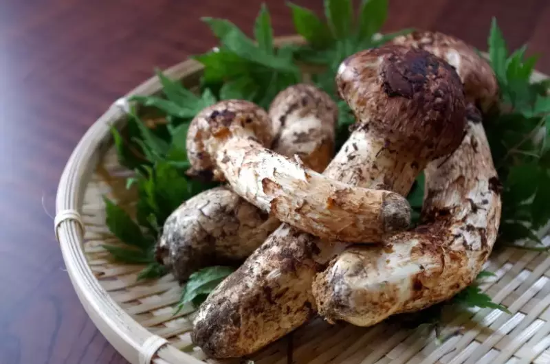 阿智産まつたけ