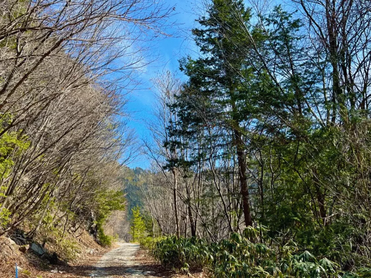 6:45am 約1時間、また林道を歩きます。
