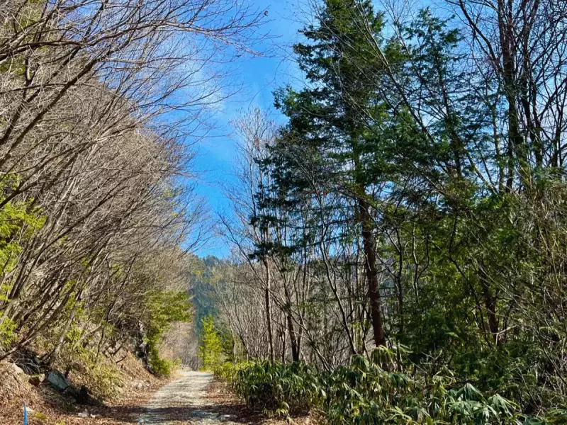 6:45am 約1時間、また林道を歩きます。