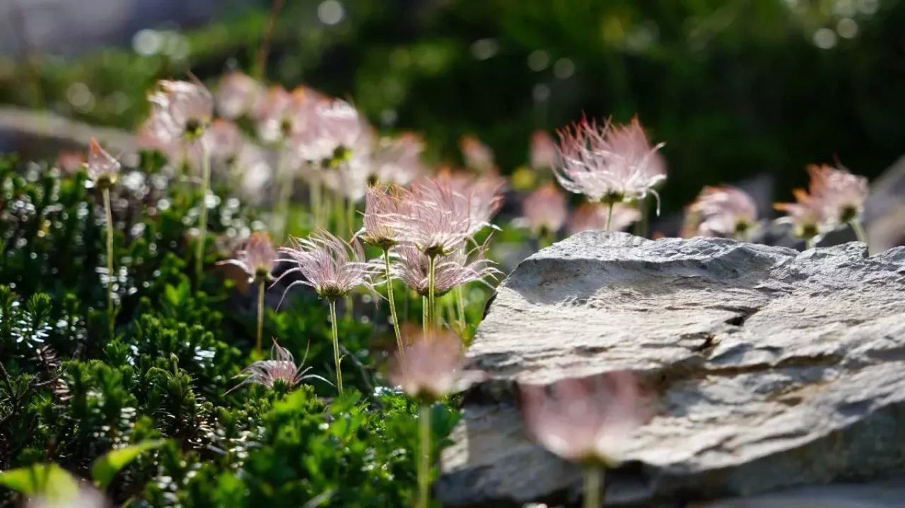仙丈ケ岳に咲くチングルマ
