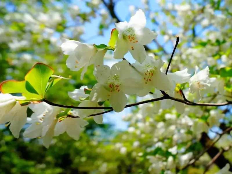 釈迦ヶ岳のシオヤシロ